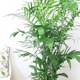 տʪ եꥸ䥷 ƫȭ ⤵150cm160cm ٤ƫȭ  ڿ̸