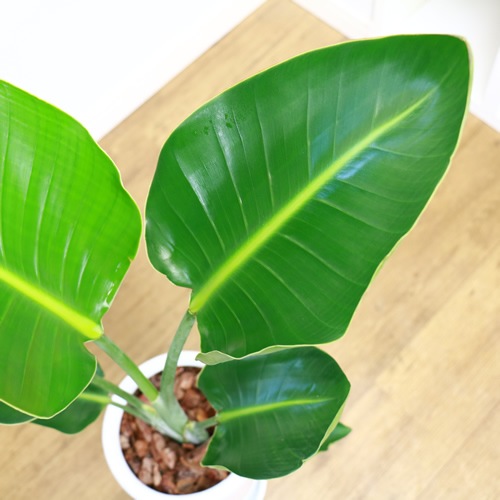 �͵��� ���ȥ����� ���������� 80cm �饦���ƫ��ȭ �� ���������� ������ �������ޥץ쥼��ȡڿ��̸��������