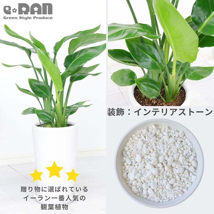 �ڿ��̸�������ۥ��ȥ����� ���������� 3����Ω �⤵��80cm���� 7�極���� �饦���ƫ��ȭ �� ���������٤����� ���տ�ʪ 