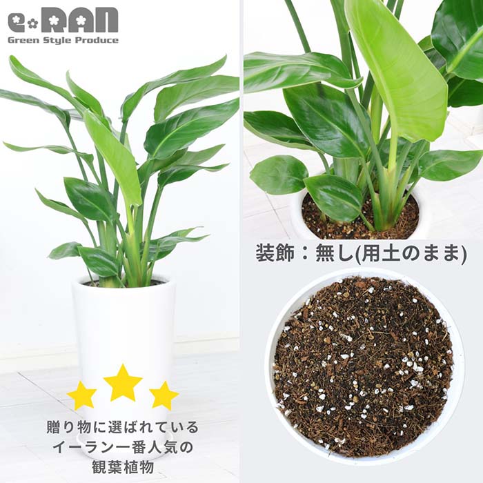 �ڿ��̸�������ۥ��ȥ����� ���������� 3����Ω �⤵��80cm���� 7�極���� �饦���ƫ��ȭ �� ���������٤����� ���տ�ʪ 