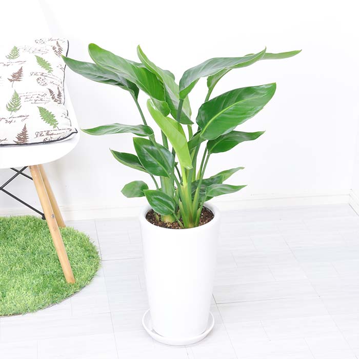 �ڿ��̸�������ۥ��ȥ����� ���������� 3����Ω �⤵��80cm���� 7�極���� �饦���ƫ��ȭ �� ���������٤����� ���տ�ʪ 
