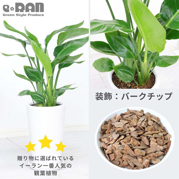 �ڿ��̸�������ۥ��ȥ����� ���������� 3����Ω �⤵��80cm���� 7�極���� �饦���ƫ��ȭ �� ���������٤����� ���տ�ʪ 