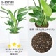 �ڿ��̸�������ۥ��ȥ����� ���������� 3����Ω �⤵��80cm���� 7�極���� �饦���ƫ��ȭ �� ���������٤����� ���տ�ʪ 