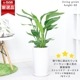 �ڿ��̸�������ۥ��ȥ����� ���������� 3����Ω �⤵��80cm���� 7�極���� �饦���ƫ��ȭ �� ���������٤����� ���տ�ʪ 