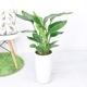 �ڿ��̸�������ۥ��ȥ����� ���������� 3����Ω �⤵��80cm���� 7�極���� �饦���ƫ��ȭ �� ���������٤����� ���տ�ʪ 