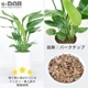 �ڿ��̸�������ۥ��ȥ����� ���������� 3����Ω �⤵��80cm���� 7�極���� �饦���ƫ��ȭ �� ���������٤����� ���տ�ʪ 