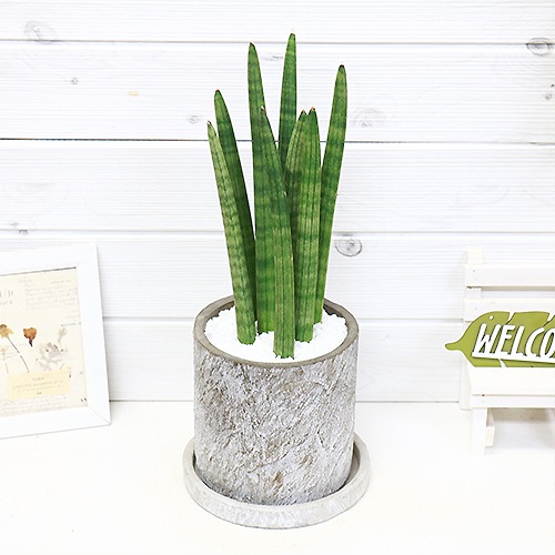 �ڿ��̸��������¿����ʪ ���󥹥٥ꥢ �����å��� H40cm���� �����ȥݥå� ���٤�ȭ��  (�ͥ��ӡ� �����ܥ꡼) 