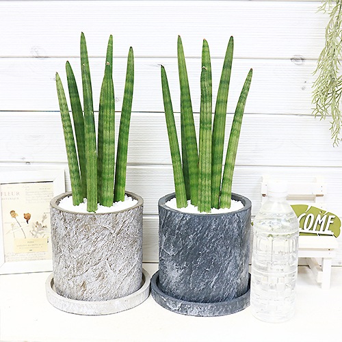 �ڿ��̸��������¿����ʪ ���󥹥٥ꥢ �����å��� H40cm���� �����ȥݥå� ���٤�ȭ��  (�ͥ��ӡ� �����ܥ꡼) 