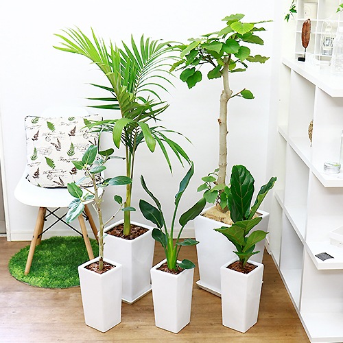 ��������ƫ��ȭ M������ ���٤룲���顼�ڼ������դ� ȭ��ͥå��դ����淿 �ץ����� ����ץ� �������ʿ���ȭ ���տ�ʪ�� �� �� ȭ �ѷ� ƫ�� �ꤢ�� ��ȭ �ǥ�����ȭ 7��ȭ 8��ȭ �ĥ䤢�� ȭ���� ����ȭ �ۥ磻�� �֥�å� ��� �����ǥ˥� ��Ʊ���Բ�