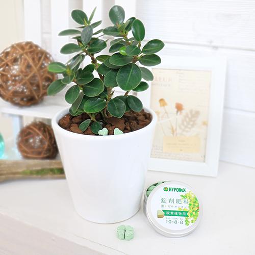 ���տ�ʪ�� ���� �ϡ��ȷ� �������� �ڿ�ʪ�Ȱ��ˤ�����������̵���۴�ñ ȭ�ξ���֤������� hyponex HYPONEX ������� ��ݥ��å� �ϡ������� ̵�� �ݥ���Ⱦò� HYPONeX �ϥ��ݥͥå��� ����ѥ� ���襤��������� �ʰ�����