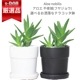 ڿ̸Ω (ե䥸祦) ⤵25cm奿 ٤ƥ饳åȭ or
