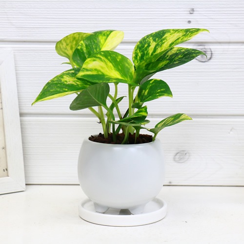 観葉植物 ゴールデンポトス 陶器鉢 ツル性植物 エピプレムナム 写真に似た厳選品お届け サイズでみる 小鉢 50cm Green Style Produce E Ran イーラン 公式