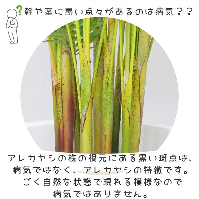 ���տ�ʪ ���� ���쥫�䥷 7��ȭ ���줫�䤷 ��ޥɥ�䥷 �����ͥ����䥷 ������ܿ�� ���������Х��ե饤�ѡ��� �䥷���ڡڿ��̸��������