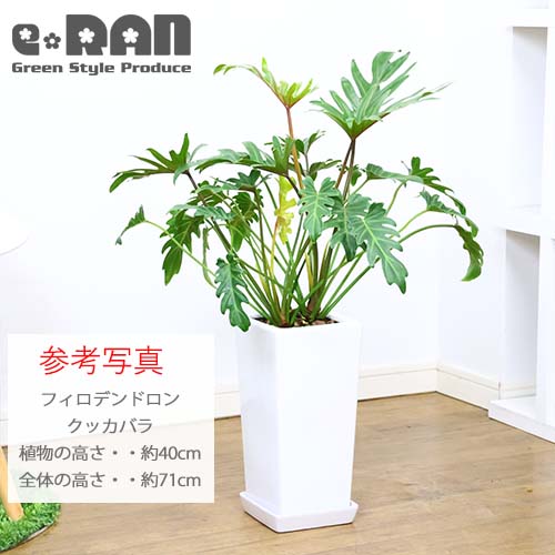 ƫȭ S ٤룲顼  ڼդ ȭͥåդ۾ ץ ץ ʿȭ տʪ ȭ ѷ ƫ ꤢ ȭ ǥȭ 6ȭ 7ȭ ĥ䤢 ȭ ȭ ۥ磻 ֥å  ǥ˥ ƱԲ