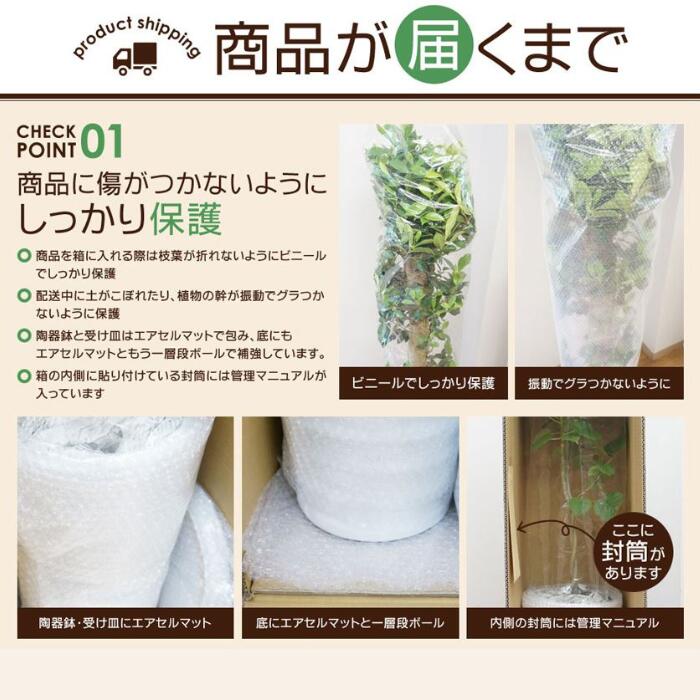 �ڿ��̸�������۴��տ�ʪ ������ �ơ��֥�䥷 �������� ƫ��ȭ ��ʥ����ɥ쥢�����쥬�󥹡˴��������� ������ �������ޥץ쥼���