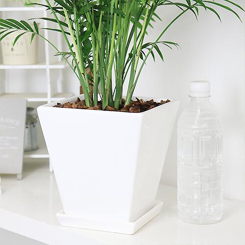 �ڿ��̸�������۴��տ�ʪ ������ �ơ��֥�䥷 �������� ƫ��ȭ ��ʥ����ɥ쥢�����쥬�󥹡˴��������� ������ �������ޥץ쥼���