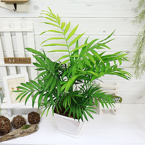 �ڿ��̸�������۴��տ�ʪ ������ �ơ��֥�䥷 �������� ƫ��ȭ ��ʥ����ɥ쥢�����쥬�󥹡˴��������� ������ �������ޥץ쥼���