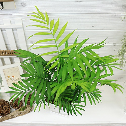 �ڿ��̸�������۴��տ�ʪ ������ �ơ��֥�䥷 �������� ƫ��ȭ ��ʥ����ɥ쥢�����쥬�󥹡˴��������� ������ �������ޥץ쥼���