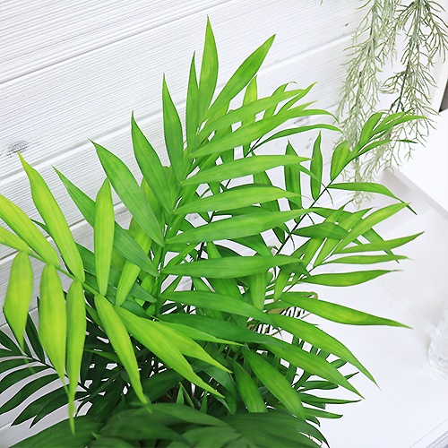 �ڿ��̸�������۴��տ�ʪ ������ �ơ��֥�䥷 �������� ƫ��ȭ ��ʥ����ɥ쥢�����쥬�󥹡˴��������� ������ �������ޥץ쥼���