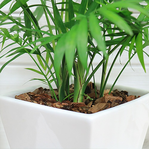 �ڿ��̸�������۴��տ�ʪ ������ �ơ��֥�䥷 �������� ƫ��ȭ ��ʥ����ɥ쥢�����쥬�󥹡˴��������� ������ �������ޥץ쥼���