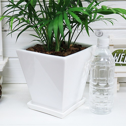 �ڿ��̸�������۴��տ�ʪ ������ �ơ��֥�䥷 �������� ƫ��ȭ ��ʥ����ɥ쥢�����쥬�󥹡˴��������� ������ �������ޥץ쥼���