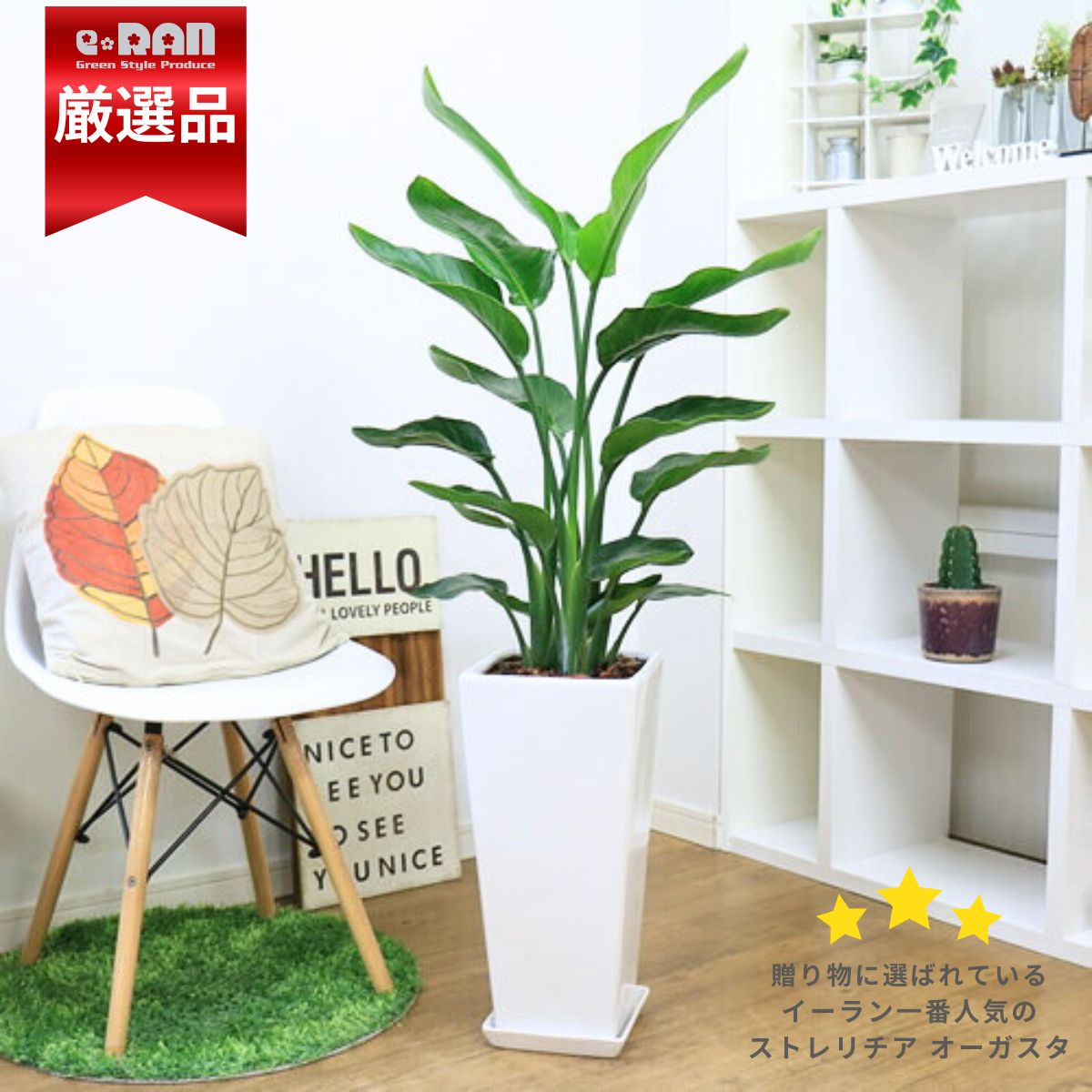 �͵��Υ��ȥ����� ���������� ���ƫ��ȭ ���٤�ȭ���顼 �� �� �⤵��120cm��130cm���� �緿�ڿ��̸�������������˳�Ļ��