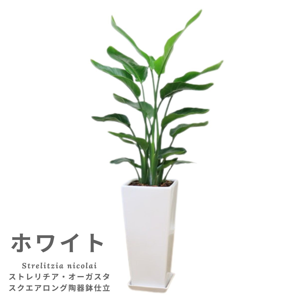 �͵��Υ��ȥ����� ���������� ���ƫ��ȭ ���٤�ȭ���顼 �� �� �⤵��120cm��130cm���� �緿�ڿ��̸�������������˳�Ļ��