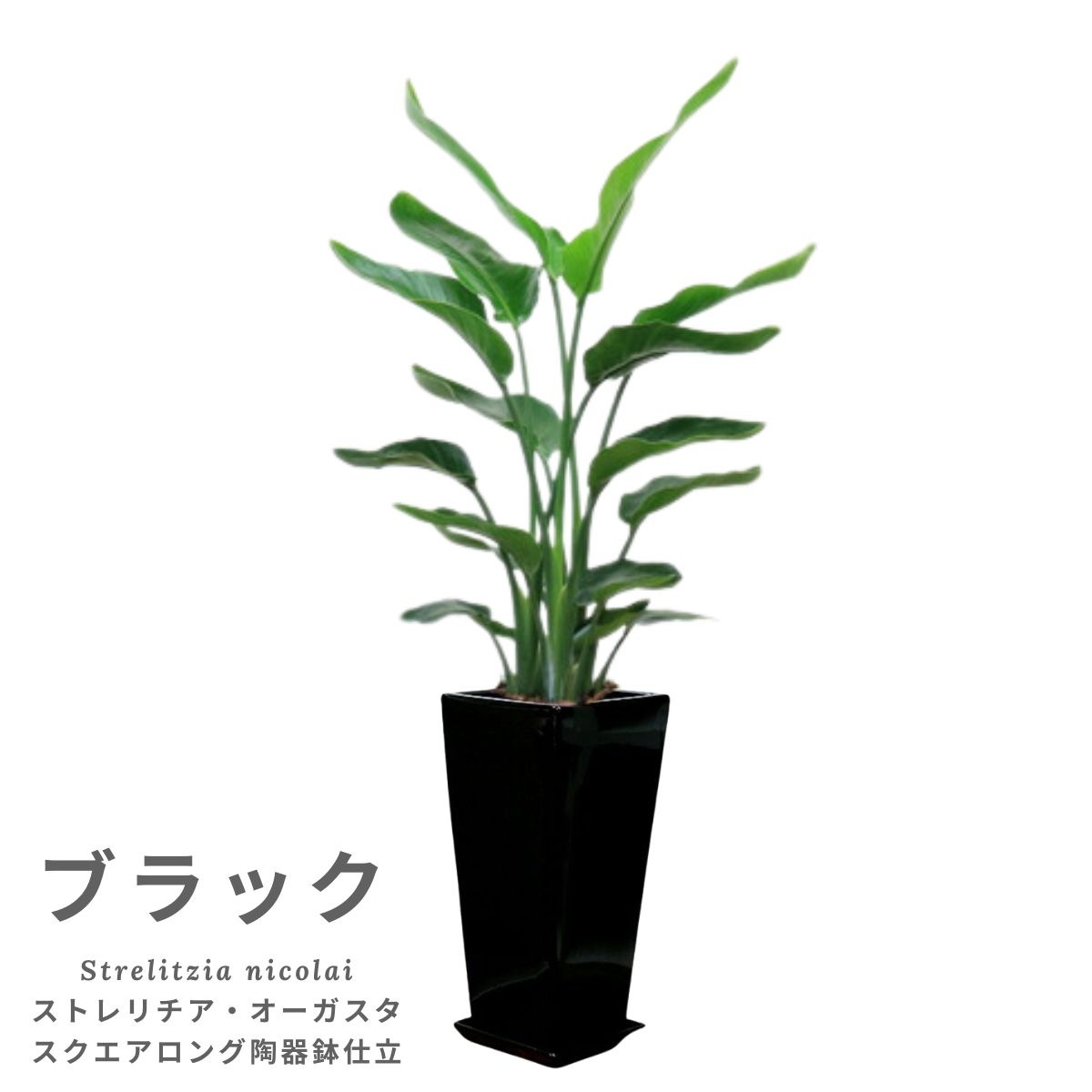 �͵��Υ��ȥ����� ���������� ���ƫ��ȭ ���٤�ȭ���顼 �� �� �⤵��120cm��130cm���� �緿�ڿ��̸�������������˳�Ļ��