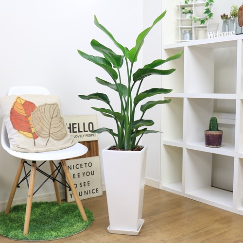 �͵��Υ��ȥ����� ���������� ���ƫ��ȭ ���٤�ȭ���顼 �� �� �⤵��120cm��130cm���� �緿�ڿ��̸�������������˳�Ļ��