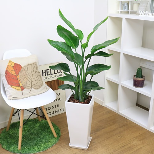 �͵��Υ��ȥ����� ���������� ���ƫ��ȭ ���٤�ȭ���顼 �� �� �⤵��120cm��130cm���� �緿�ڿ��̸�������������˳�Ļ��