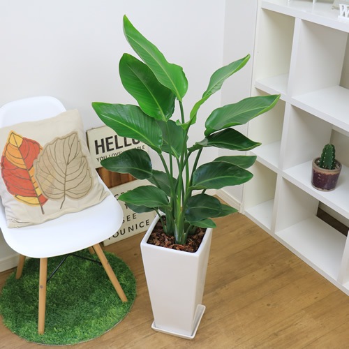 �͵��Υ��ȥ����� ���������� ���ƫ��ȭ ���٤�ȭ���顼 �� �� �⤵��120cm��130cm���� �緿�ڿ��̸�������������˳�Ļ��
