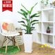 �͵��Υ��ȥ����� ���������� ���ƫ��ȭ ���٤�ȭ���顼 �� �� �⤵��120cm��130cm���� �緿�ڿ��̸�������������˳�Ļ��
