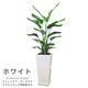 �͵��Υ��ȥ����� ���������� ���ƫ��ȭ ���٤�ȭ���顼 �� �� �⤵��120cm��130cm���� �緿�ڿ��̸�������������˳�Ļ��