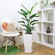 �͵��Υ��ȥ����� ���������� ���ƫ��ȭ ���٤�ȭ���顼 �� �� �⤵��120cm��130cm���� �緿�ڿ��̸�������������˳�Ļ��