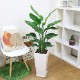 �͵��Υ��ȥ����� ���������� ���ƫ��ȭ ���٤�ȭ���顼 �� �� �⤵��120cm��130cm���� �緿�ڿ��̸�������������˳�Ļ��