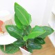 �͵��Υ��ȥ����� ���������� ���ƫ��ȭ ���٤�ȭ���顼 �� �� �⤵��120cm��130cm���� �緿�ڿ��̸�������������˳�Ļ��