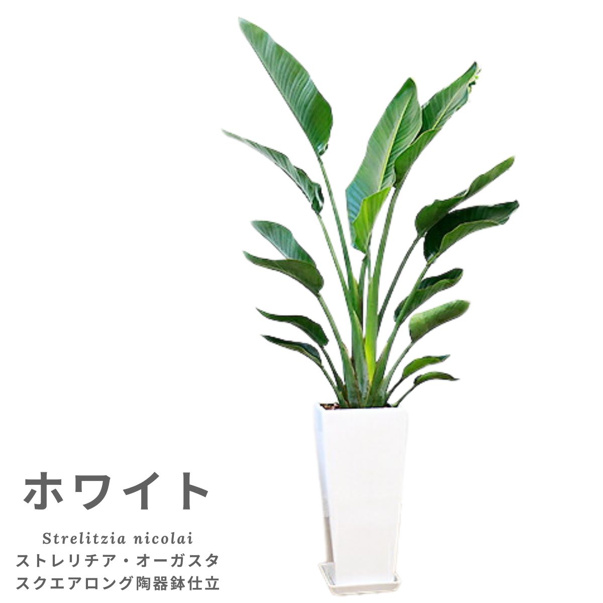 �͵��Υ��ȥ����� ���������� 2����Ω �⤵��140cm��150cm���� ���ƫ��ȭ ���٤륫�顼�� �� �����դ��ڿ��̸��������