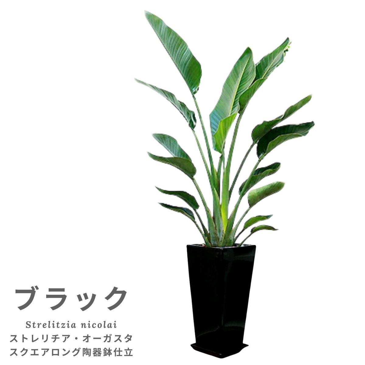 �͵��Υ��ȥ����� ���������� 2����Ω �⤵��140cm��150cm���� ���ƫ��ȭ ���٤륫�顼�� �� �����դ��ڿ��̸��������