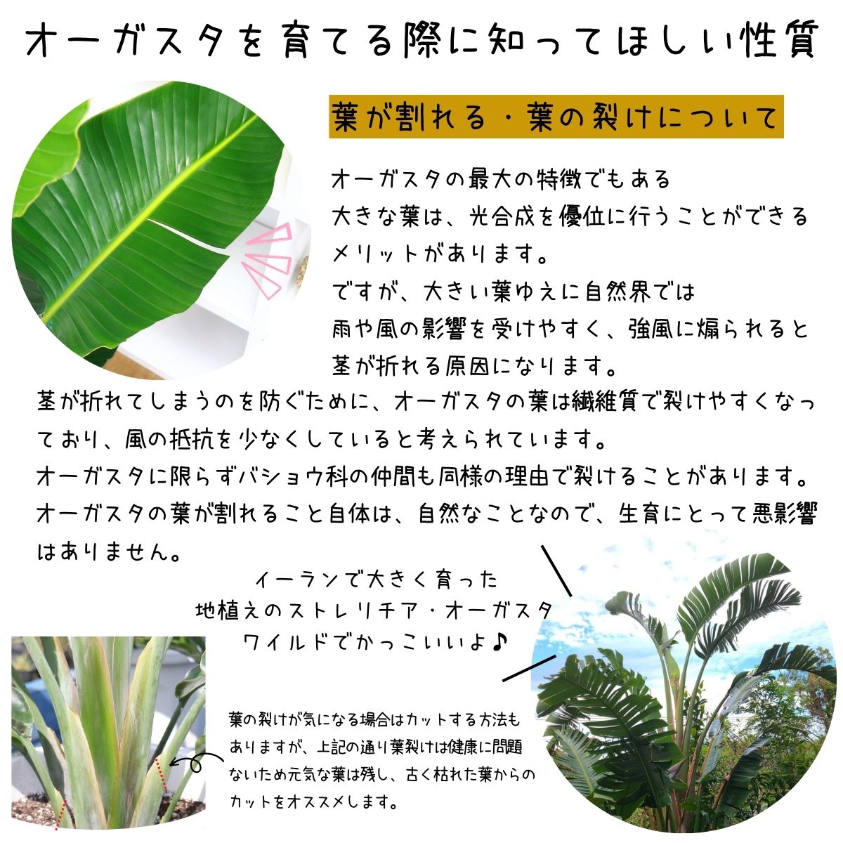 �͵��Υ��ȥ����� ���������� 2����Ω �⤵��140cm��150cm���� ���ƫ��ȭ ���٤륫�顼�� �� �����դ��ڿ��̸��������