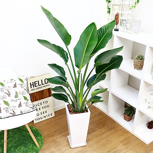 �͵��Υ��ȥ����� ���������� 2����Ω �⤵��140cm��150cm���� ���ƫ��ȭ ���٤륫�顼�� �� �����դ��ڿ��̸��������