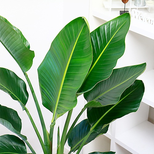 �͵��Υ��ȥ����� ���������� 2����Ω �⤵��140cm��150cm���� ���ƫ��ȭ ���٤륫�顼�� �� �����դ��ڿ��̸��������