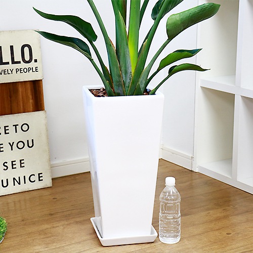 �͵��Υ��ȥ����� ���������� 2����Ω �⤵��140cm��150cm���� ���ƫ��ȭ ���٤륫�顼�� �� �����դ��ڿ��̸��������