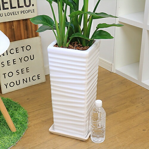 �ڿ��̸�������ۿ͵��Υ��ȥ����� ���������� 3����Ω �⤵��100cm���� ���ʥ�������ƫ��ȭ �� �����˳�Ļ�� ������ ���տ�ʪ