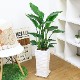 �ڿ��̸�������ۿ͵��Υ��ȥ����� ���������� 3����Ω �⤵��100cm���� ���ʥ�������ƫ��ȭ �� �����˳�Ļ�� ������ ���տ�ʪ