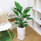�ڿ��̸�������ۿ͵��Υ��ȥ����� ���������� 3����Ω �⤵��100cm���� ���ʥ�������ƫ��ȭ �� �����˳�Ļ�� ������ ���տ�ʪ