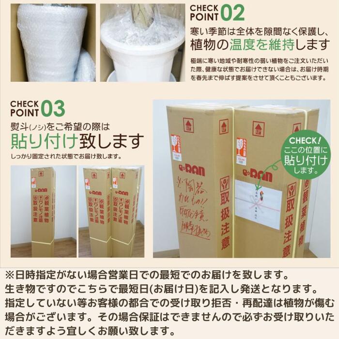 ���������ɥ쥢 ��������ƫ��ȭ�ʥ����ɥ쥢���ߥ������ѥǥ������˿͵� ���տ�ʪ �緿 �ڿ��̸��������