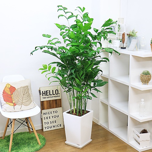 ���������ɥ쥢 ��������ƫ��ȭ�ʥ����ɥ쥢���ߥ������ѥǥ������˿͵� ���տ�ʪ �緿 �ڿ��̸��������