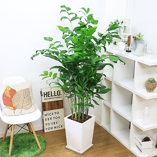 ���������ɥ쥢 ��������ƫ��ȭ�ʥ����ɥ쥢���ߥ������ѥǥ������˿͵� ���տ�ʪ �緿 �ڿ��̸��������