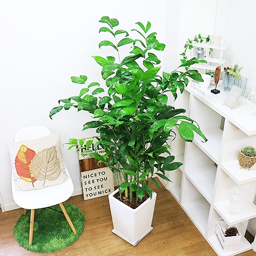 ���������ɥ쥢 ��������ƫ��ȭ�ʥ����ɥ쥢���ߥ������ѥǥ������˿͵� ���տ�ʪ �緿 �ڿ��̸��������