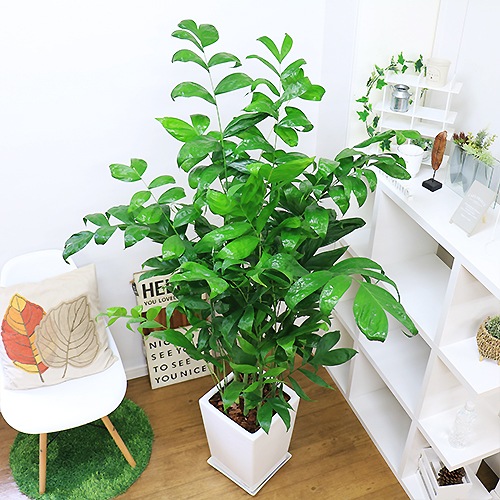 ���������ɥ쥢 ��������ƫ��ȭ�ʥ����ɥ쥢���ߥ������ѥǥ������˿͵� ���տ�ʪ �緿 �ڿ��̸��������